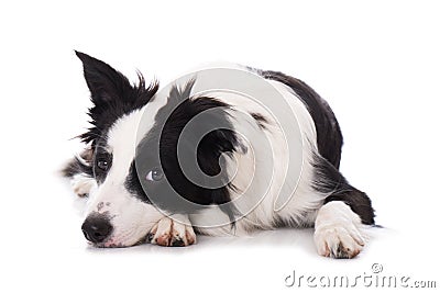 Young border collie lying tired on the ground Stock Photo