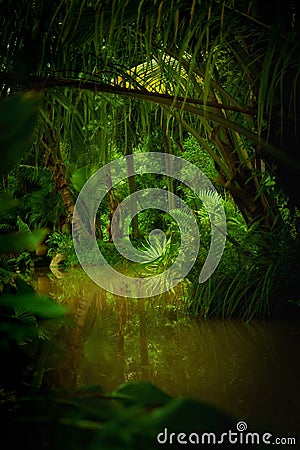 Jungle Stock Photo