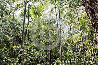 Australian Jungle Stock Photo