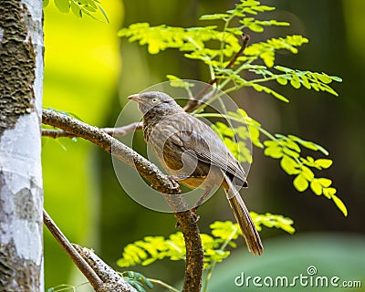 The jungle babbler Stock Photo