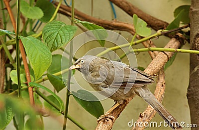 A jungle babbler Stock Photo