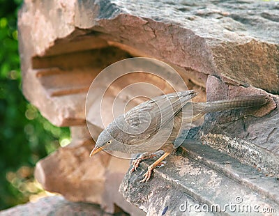 Jungle Babbler Turdoides striata Stock Photo