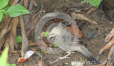 Jungle babbler was peeking at lens while it was playing and picking up things from soil. Dull plumage makes it look like a sparrow Stock Photo