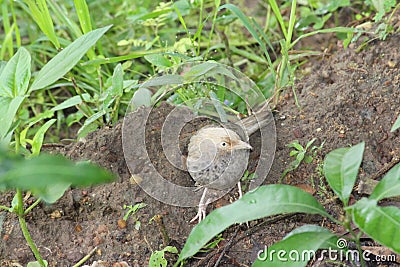 Jungle babbler was peeking at lens while it was playing and picking up things from soil. Dull plumage makes it look like a sparrow Stock Photo