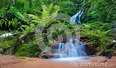 Jungle background Stock Photo