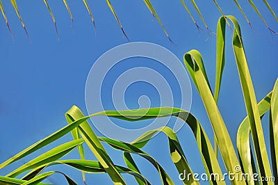 Jungle background of palm leaves Stock Photo