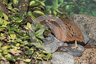 Jungle bush quail Stock Photo