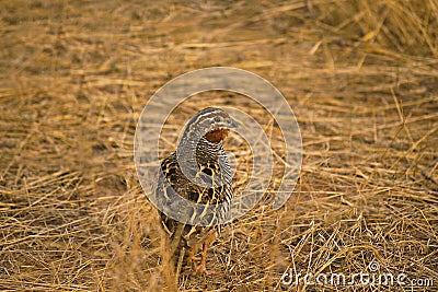 Jungle Bush Quail, Perdicula asiatica, Ranthambhore Tiger Reserve, Rajasthan, India Stock Photo