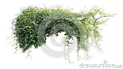 Jungle bush of three-leaved wild vine cayratia or bush grape liana ivy plant growing with long pepper plant Stock Photo