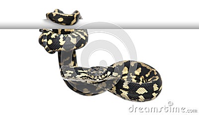 Jungle carpet python, Morelia spilota cheynei Stock Photo