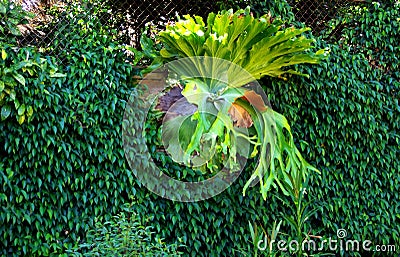 Jungle Carpet Wall & Staghorn Stock Photo