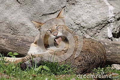 Jungle cat Stock Photo