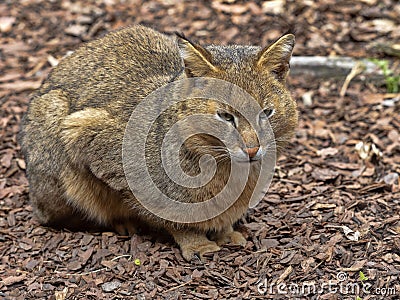 Jungle cat, Felis chaus, sitting and watching around Stock Photo