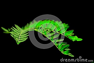 Jungle fern Stock Photo