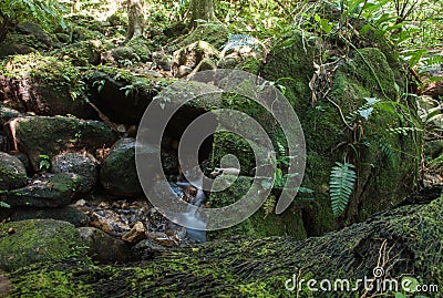 Jungle fern Stock Photo