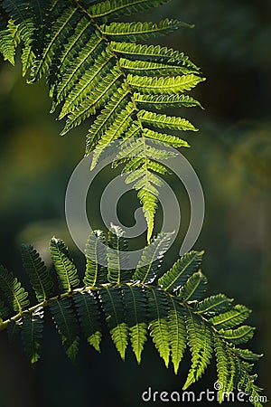 Jungle fern leaves tropical foliage plant against sunlight in rainforest garden nature background, close-up Stock Photo