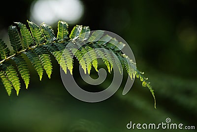 Jungle fern leaves tropical foliage plant against sunlight in rainforest garden nature green background, close-up Stock Photo