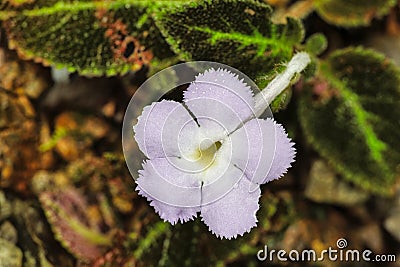 Jungle flower, Costa Rica Stock Photo