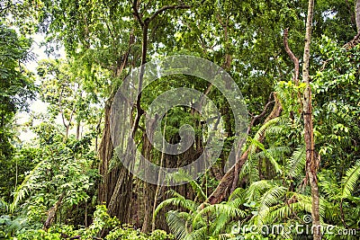 Jungle forest, abundant vegetation, Bali, Indonesia Stock Photo