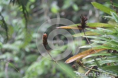 Jungle Forest Colombia Biodiversity Sierra Nevada Stock Photo