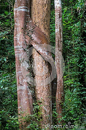 Jungle forest tree and lianas Stock Photo