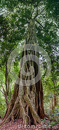 Jungle forest tree and lianas Stock Photo