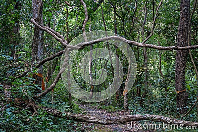 Jungle forest tree and lianas on a path Stock Photo