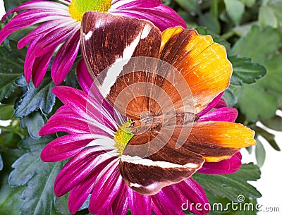 Jungle Glory Butterfly Stock Photo