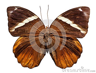 Jungle Glory Butterfly Stock Photo