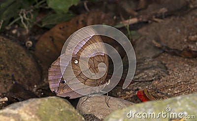Jungle Glory Butterfly, Thaumantis diores, Garo hills, Meghalaya Stock Photo