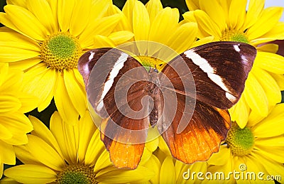 Jungle Glory Butterfly Stock Photo