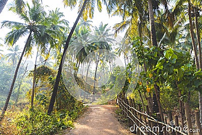 Jungle in Goa, India. Path, fence and palm trees Stock Photo