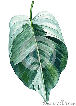 Jungle Green leaf watercolor. Exotic tropical leaves isolated on white background. Botanical illustration. Philodendron Cartoon Illustration