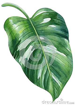 Jungle Green leaf watercolor. Exotic tropical leaves isolated on white background. Botanical illustration. Philodendron Cartoon Illustration