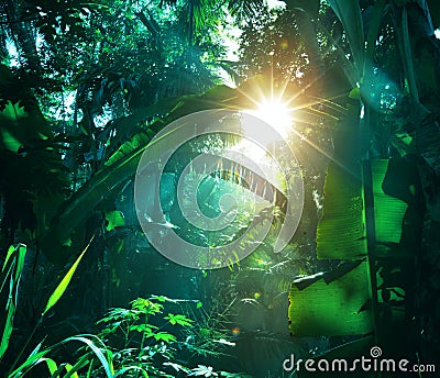 Jungle Stock Photo