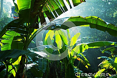 Jungle Stock Photo