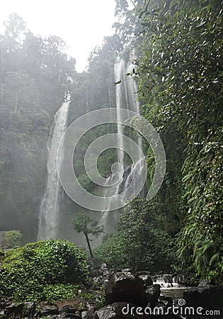 Jungle hike in Bali Indonesia very green plants and waterfall Stock Photo