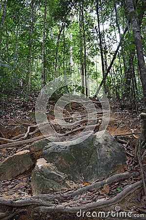 Jungle hiking trail with many brown tree roots to dragon crest in Khao Ngon Nak in Krabi, Thailand, Asia Stock Photo