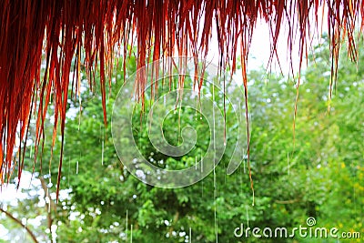 Jungle hut rain in rainforest water dropping Stock Photo