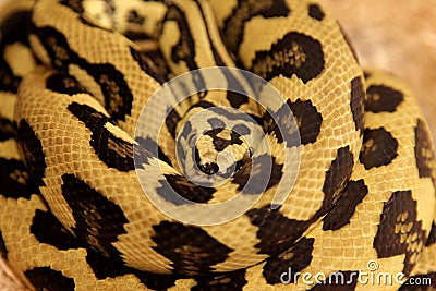 Jungle Jag Carpet Python Stock Photo