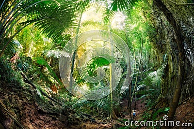 Jungle at Krabi, Thailand Stock Photo