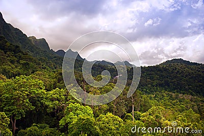 Jungle Landscape Stock Photo