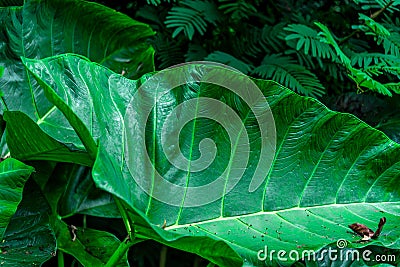 Jungle leaf Stock Photo