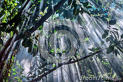 Jungle-light Stock Photo