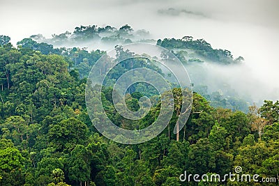 Jungle morning fog Stock Photo