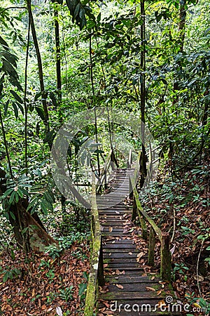 Jungle path in Borneo Stock Photo