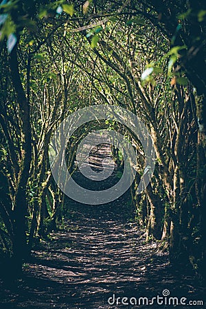 Jungle path. Stock Photo