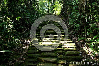 Jungle path Stock Photo