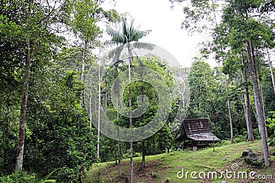 Jungle retreat Stock Photo