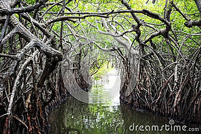 Jungle river and tropical mangroves on Ceylon Stock Photo